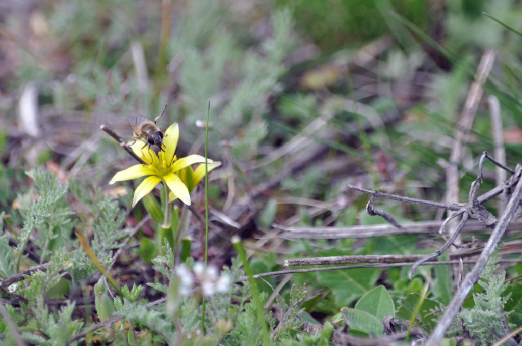 Cheilosia grossa (Fallén, 1817)