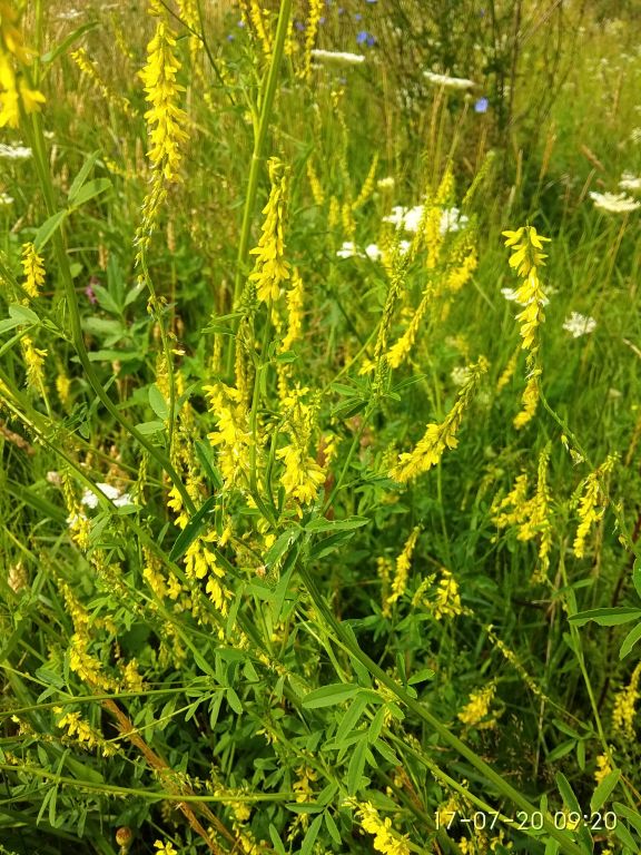Melilotus officinalis (L.) Pall.