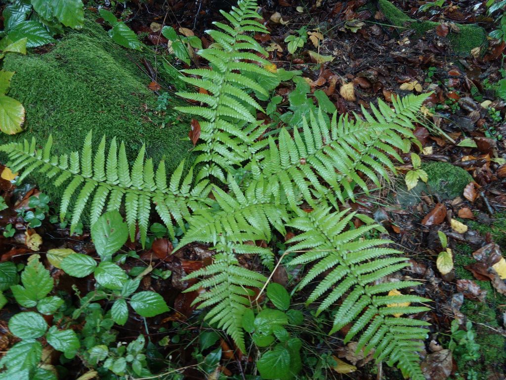 Dryopteris filix-mas subsp. filix-mas
