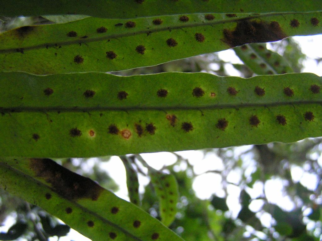 Pleopeltis