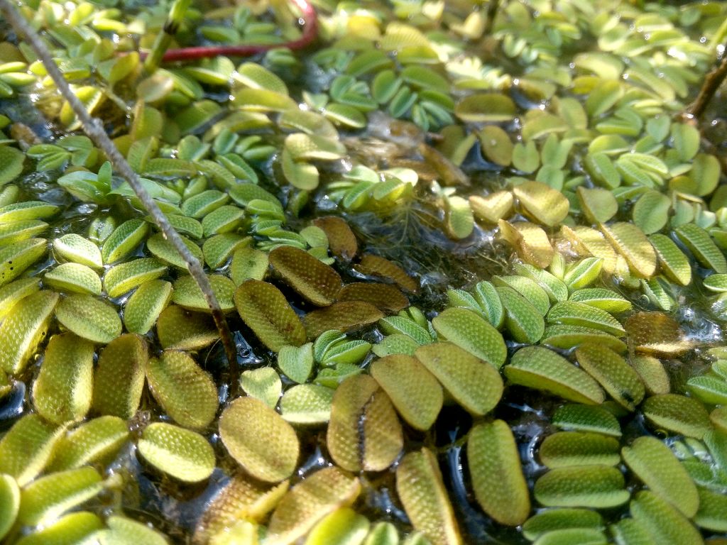 Salvinia natans (L.) All.