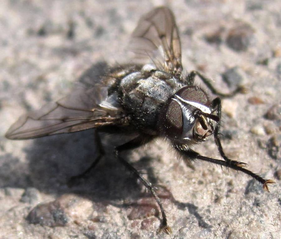 Ernestia puparum (Fabricius, 1794)