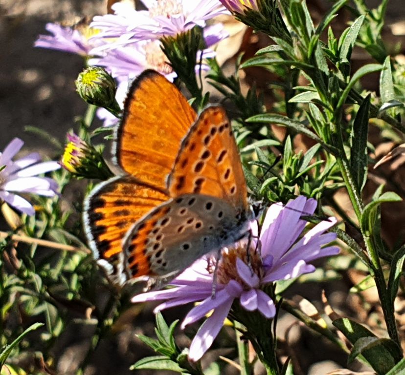 Lycaena thersamon (Esper, 1784)