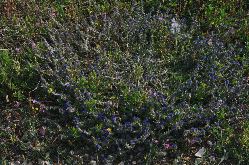 Plantae