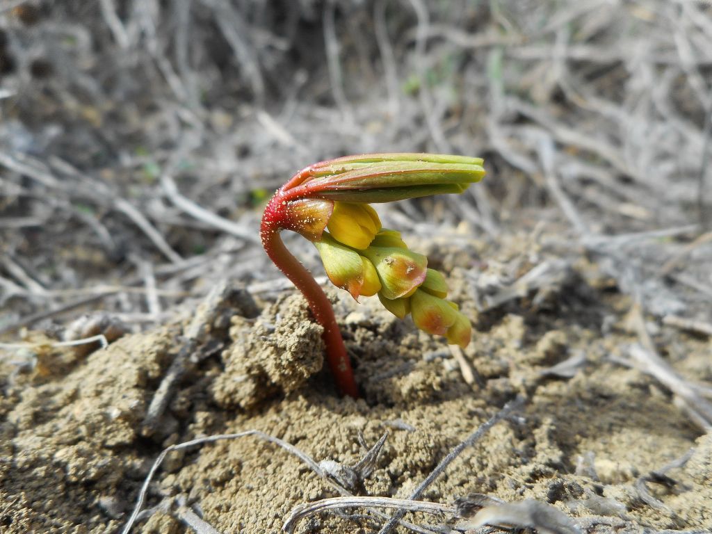 Gymnospermium odessanum (DC.) Takhtadzjan