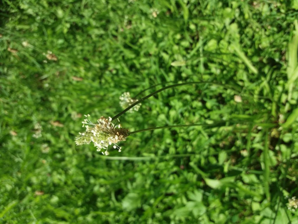 Plantae