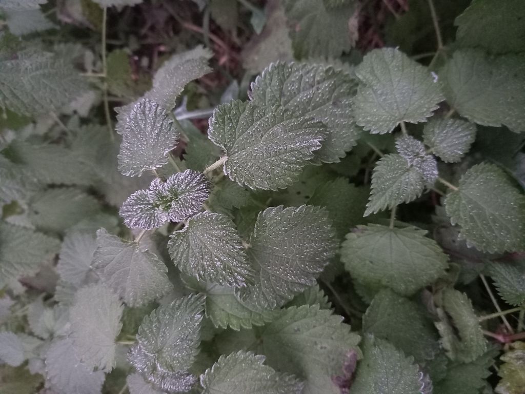 Urtica dioica L.