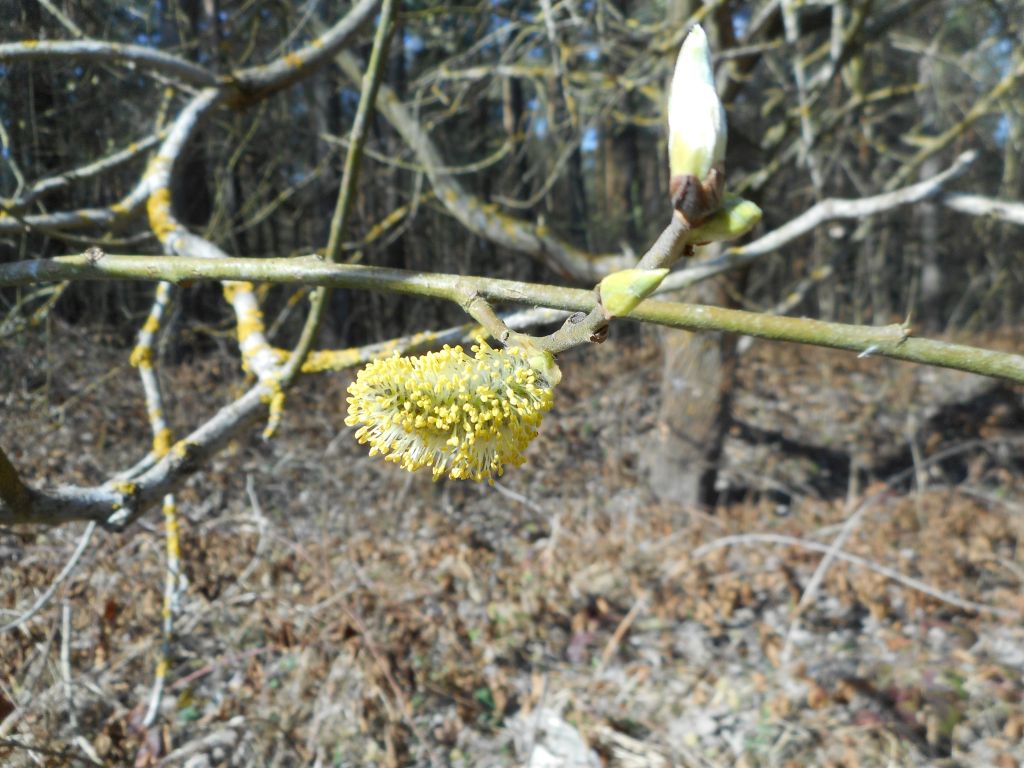 Salix caprea L.