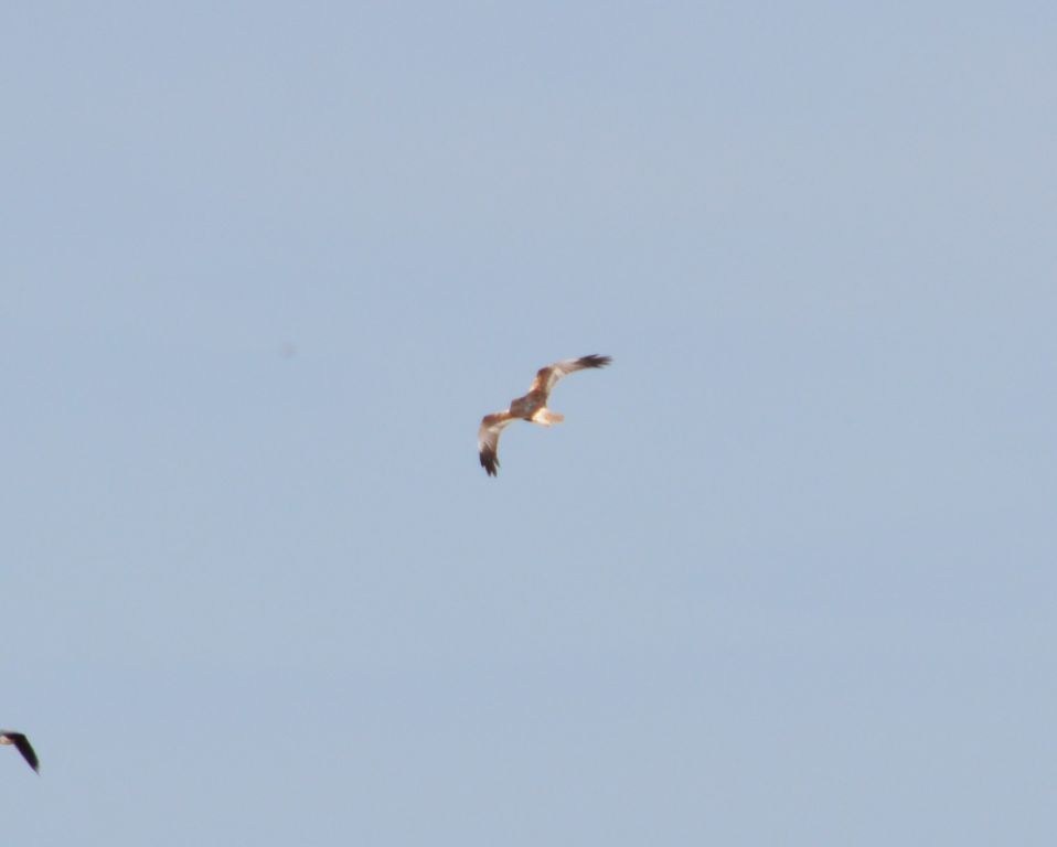 Circus aeruginosus