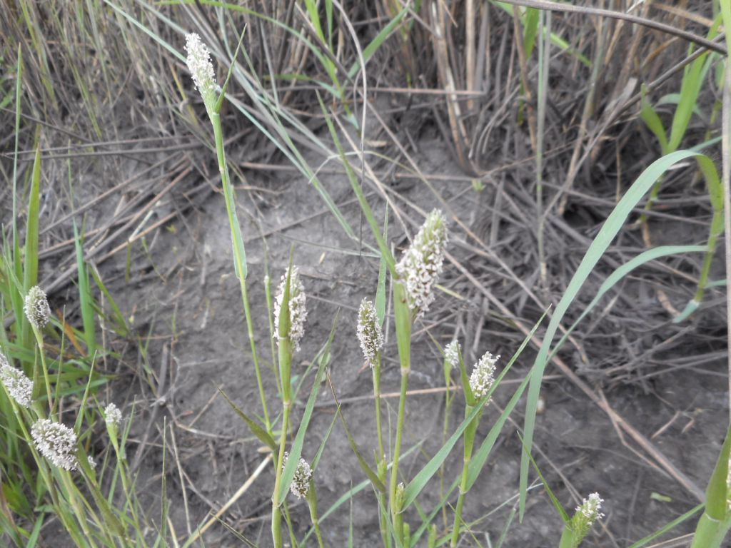 Crypsis alopecuroides