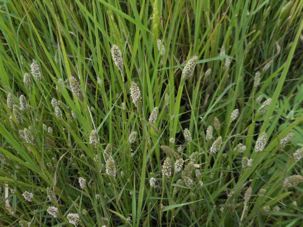 Crypsis alopecuroides