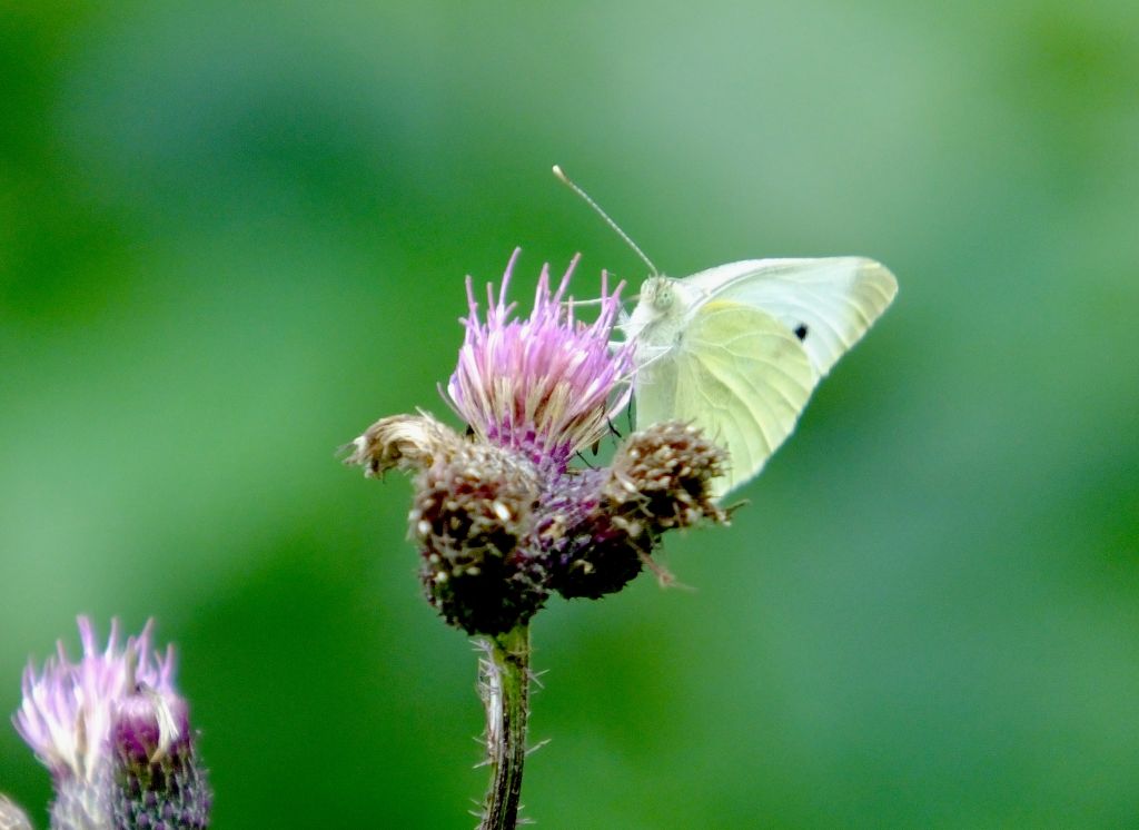 Pieris rapae (Linnaeus, 1758)