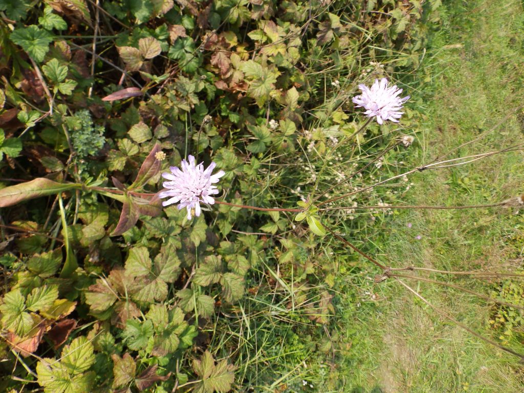 Plantae