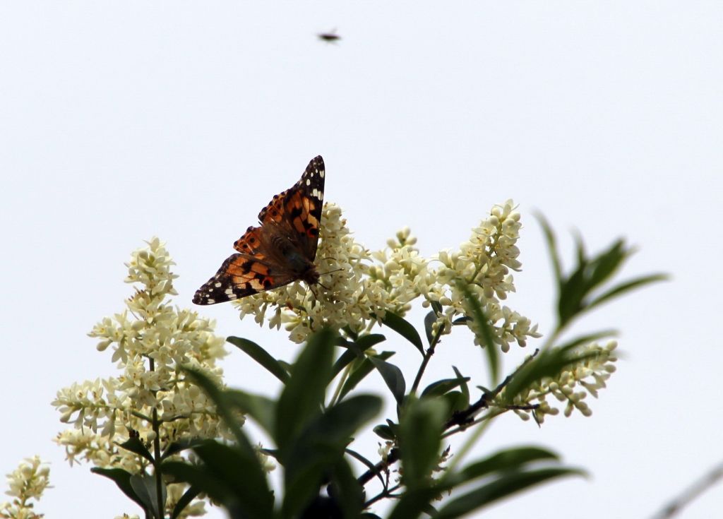 Vanessa cardui (Linnaeus, 1758)