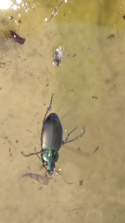 Poecilus (Poecilus) cupreus (Linne, 1758)