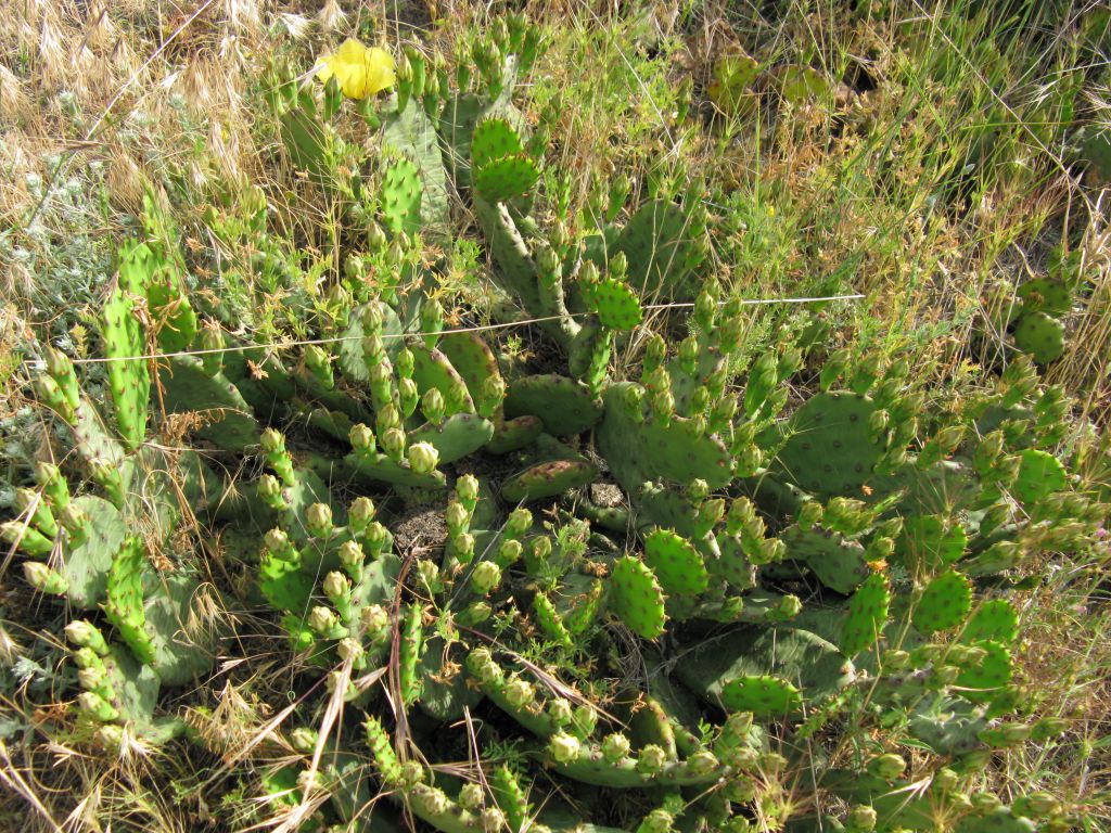 Opuntia humifusa