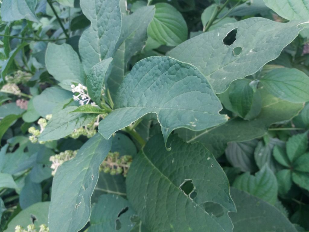Plantae