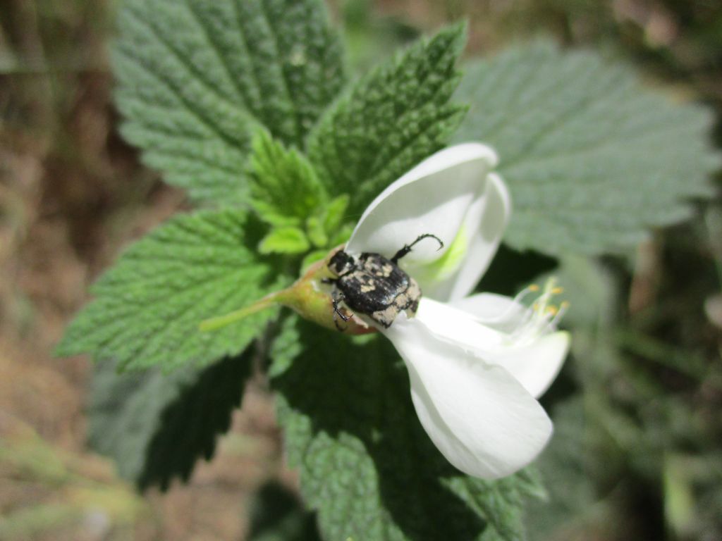 Valgus hemipterus (Linnaeus, 1758)