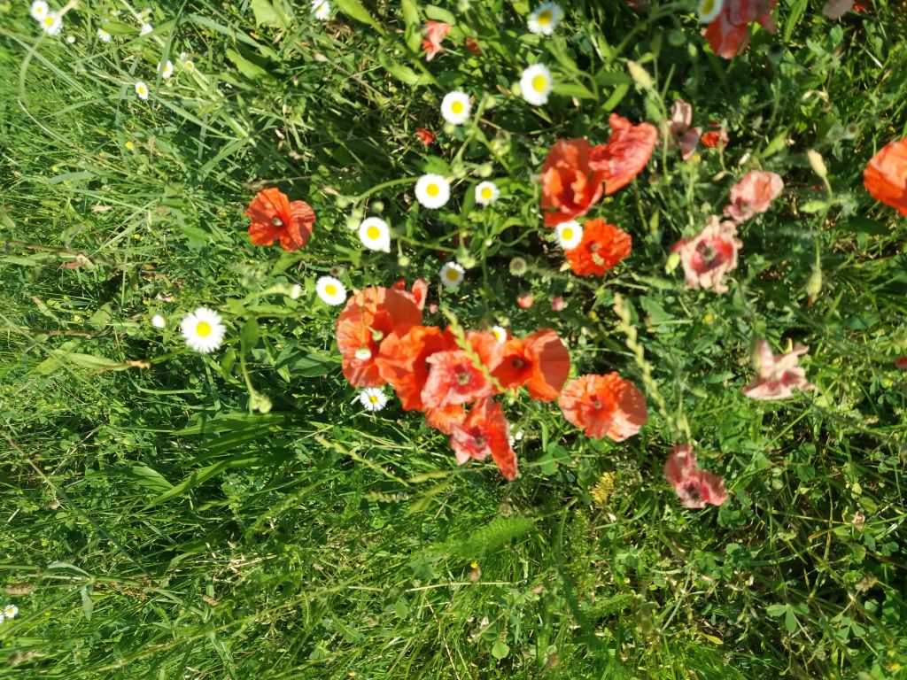Plantae