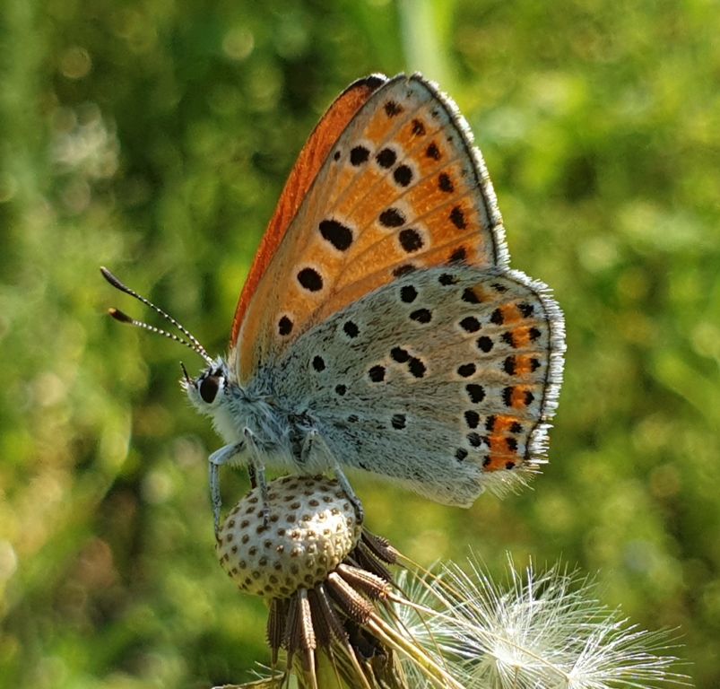Lycaena thersamon (Esper, 1784)