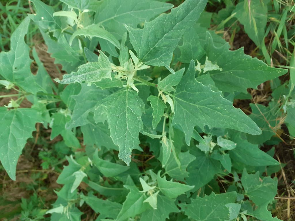 Atriplex