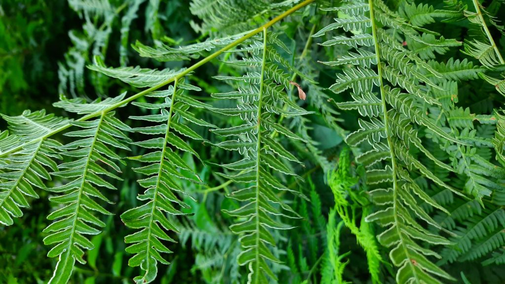Pteridium aquilinum (L.) Kuhn