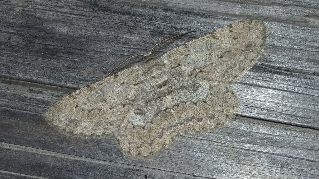 Hypomecis punctinalis (Scopoli, 1763)