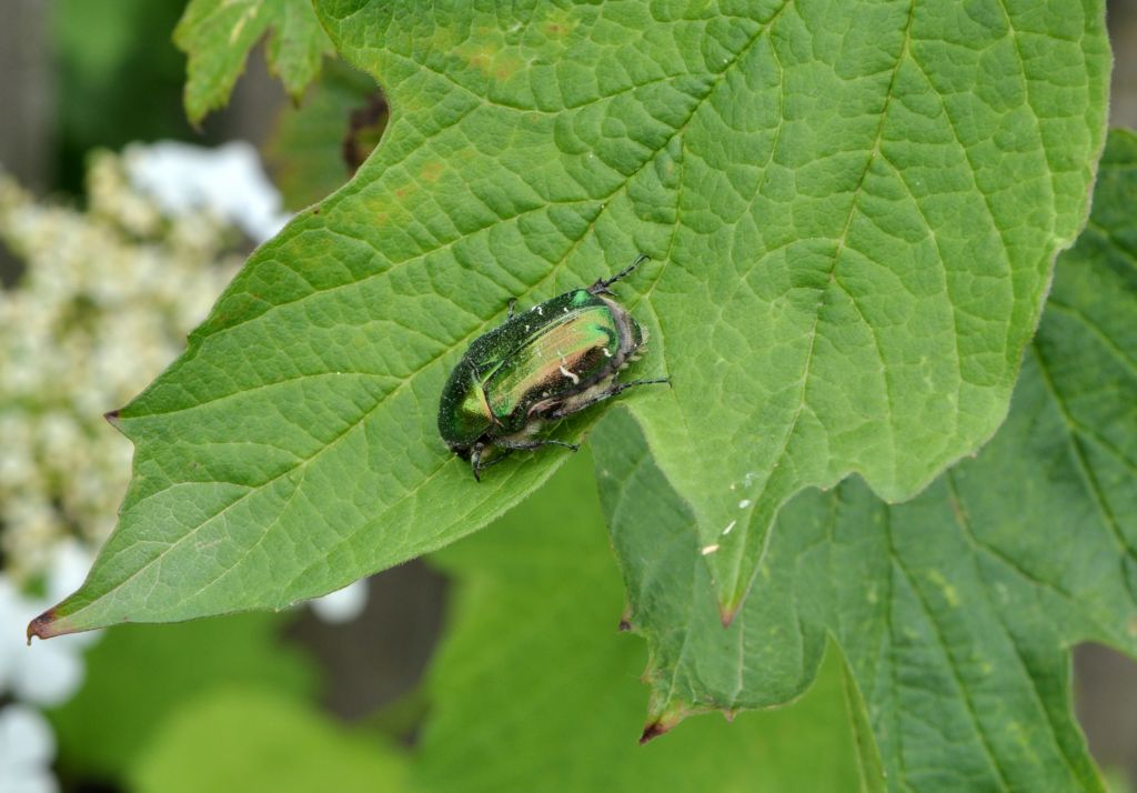Cetonia aurata (Linnaeus, 1761)