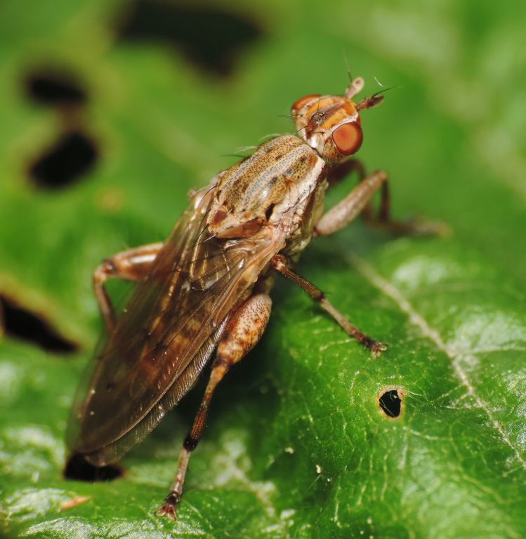 Salticella fasciata (Meigen, 1830)