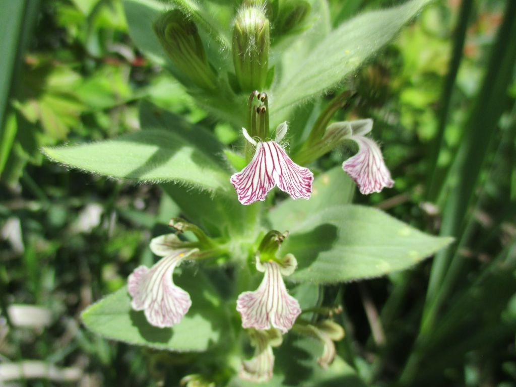 Ajuga laxmannii (L.) Benth.