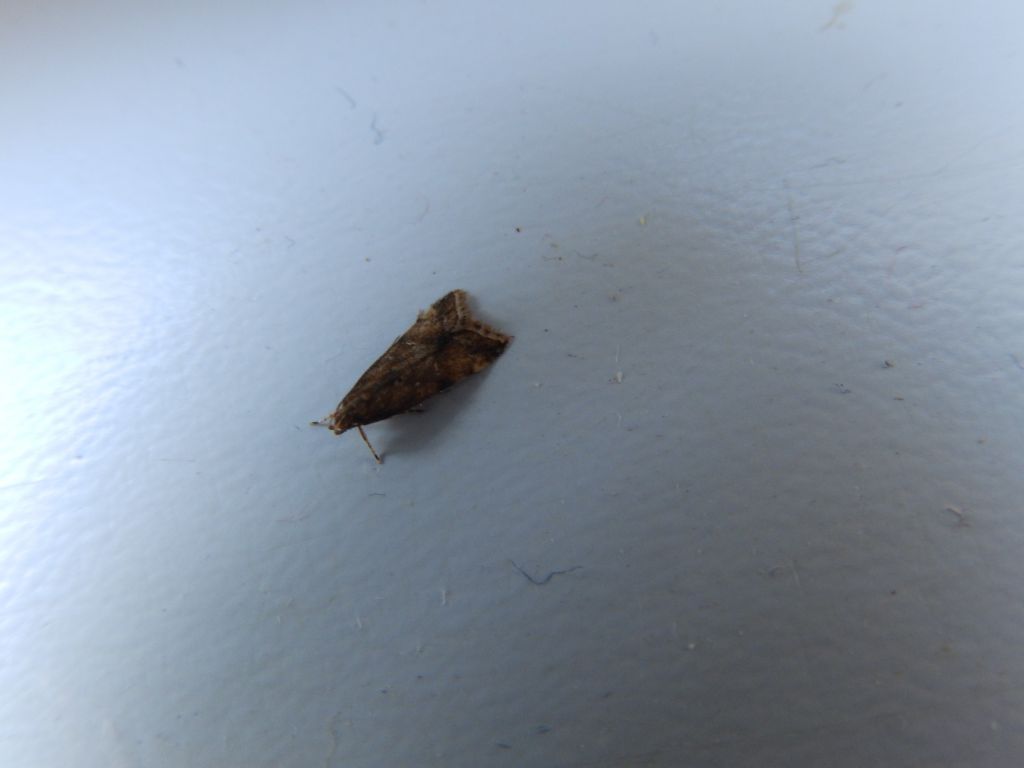 Lepidoptera