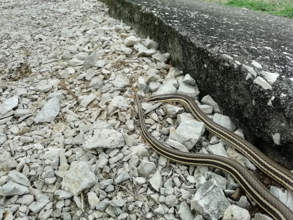 Conophis lineatus (Duméril, Bibron & Duméril, 1854)