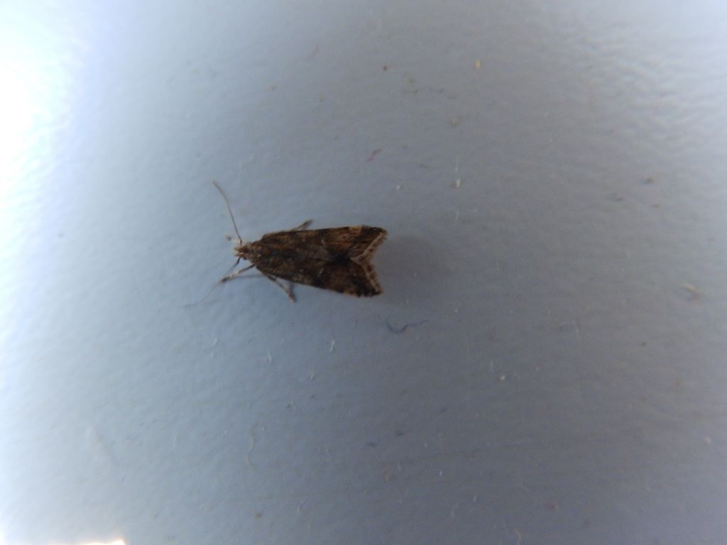 Lepidoptera