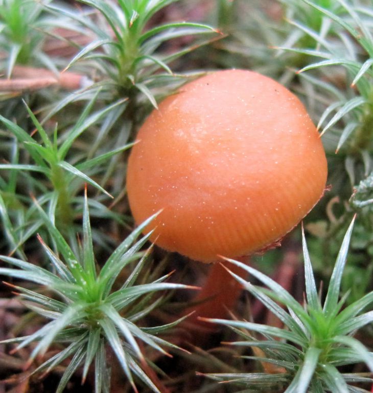 Agaricomycetes