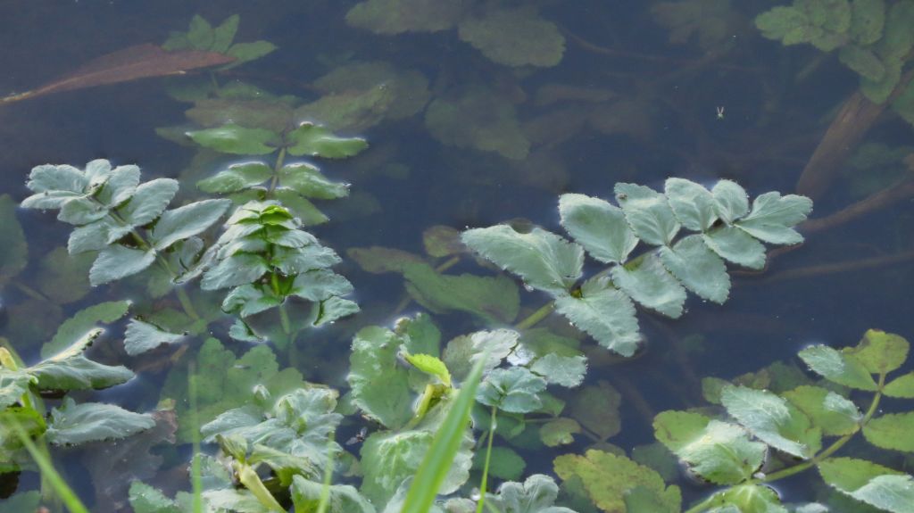 Apiaceae