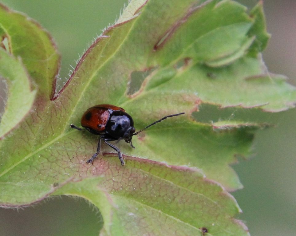 Cryptocephalus bipunctatus (Linnaeus, 1758)