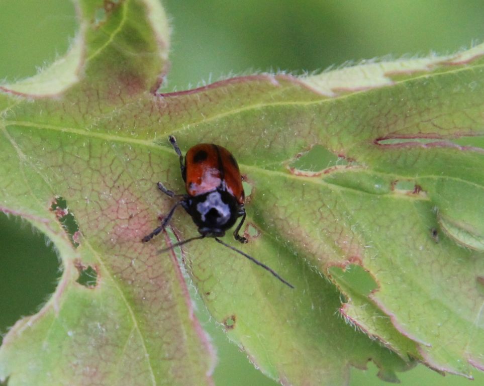Cryptocephalus bipunctatus (Linnaeus, 1758)