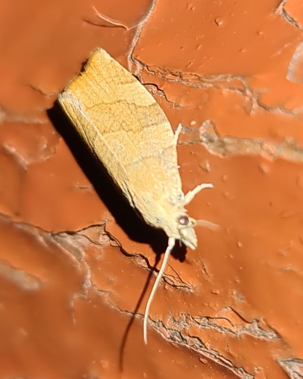 Lepidoptera