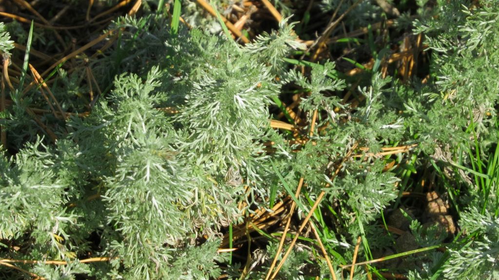 Kết quả hình ảnh cho Artemisia capillaris Thunb