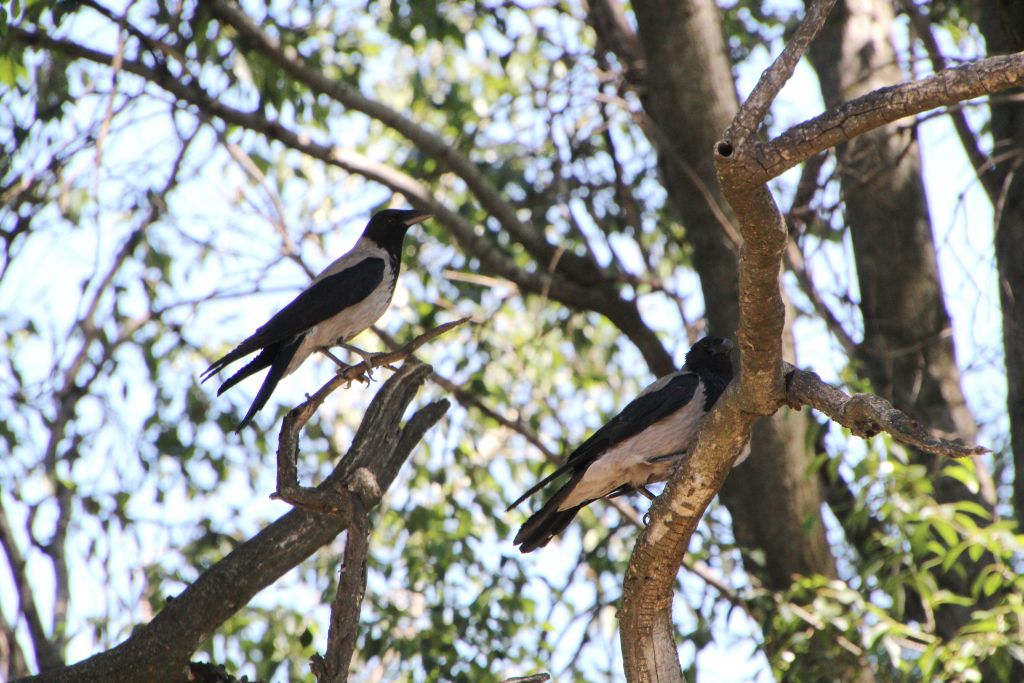 Corvus cornix