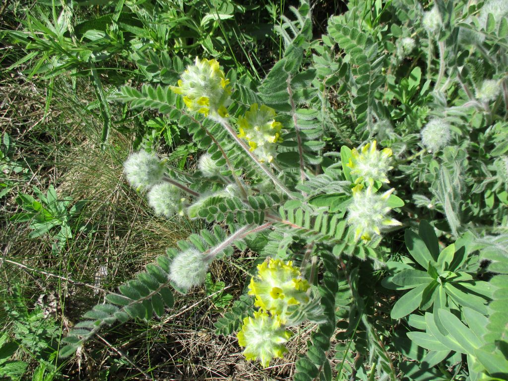 Astragalus dasyanthus Pall.