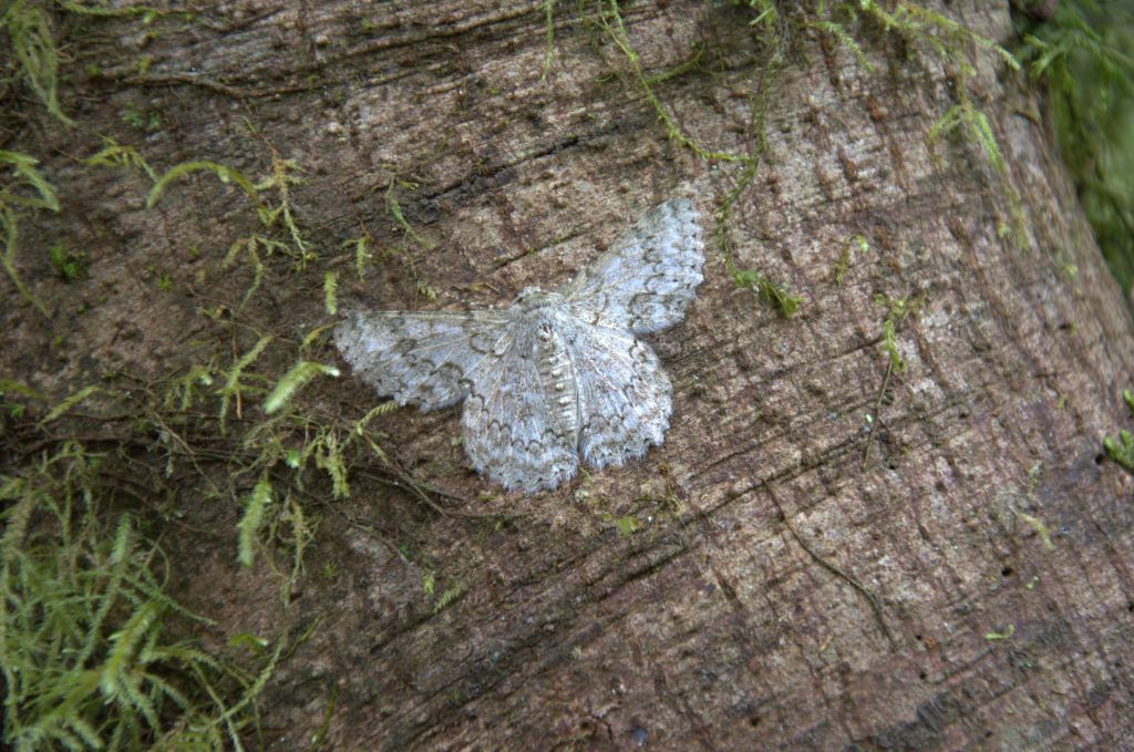Lepidoptera
