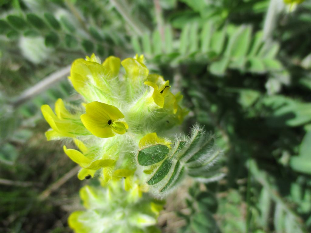Astragalus dasyanthus Pall.