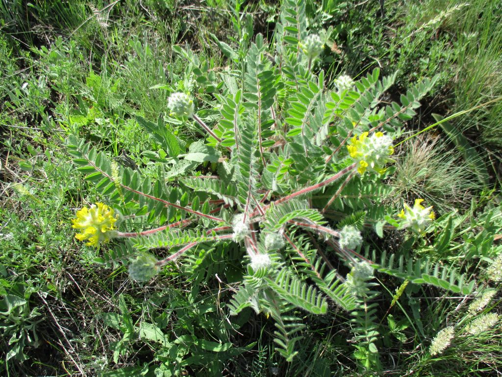 Astragalus dasyanthus Pall.