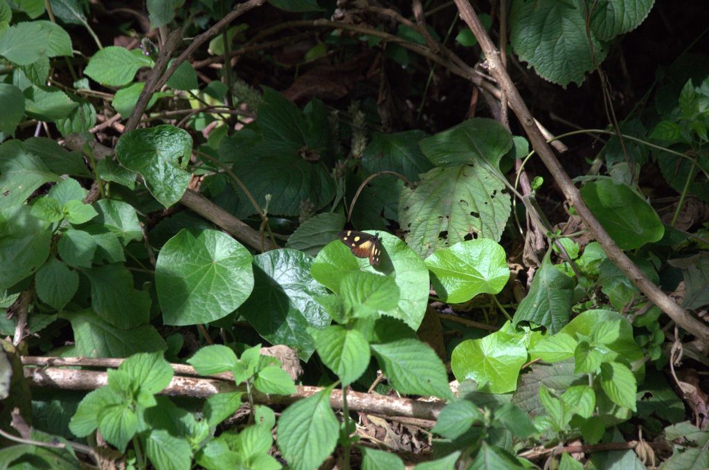 Lepidoptera
