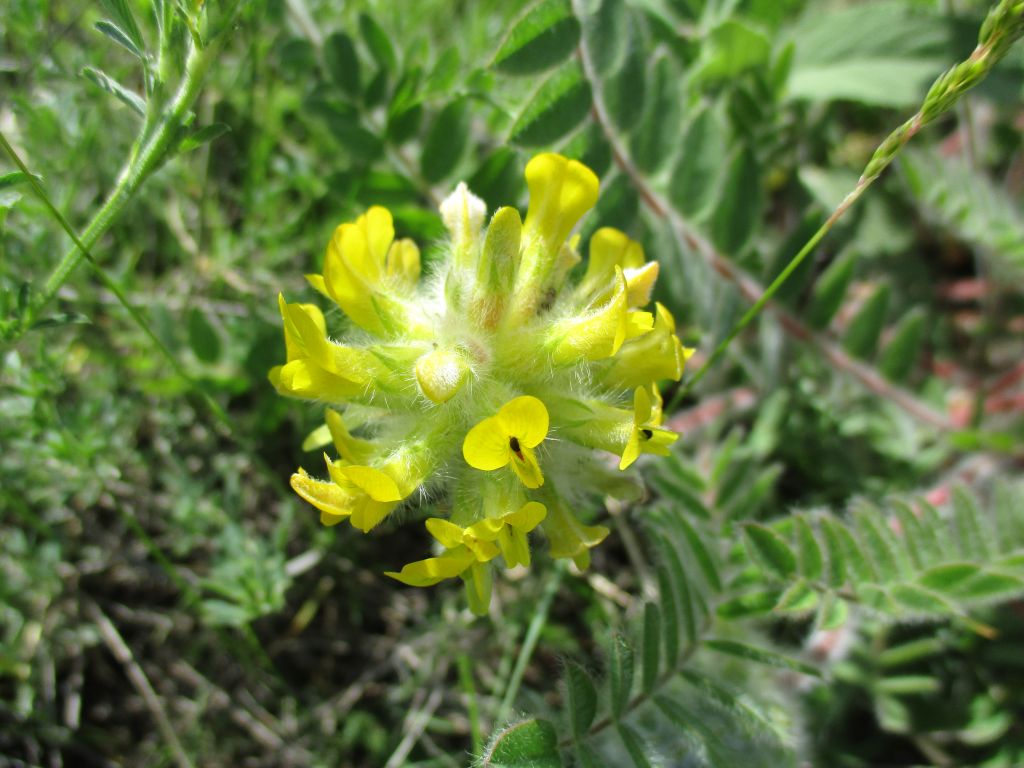 Astragalus dasyanthus Pall.