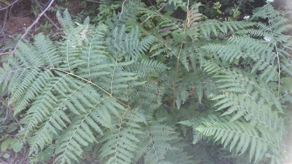 Pteridium aquilinum (L.) Kuhn