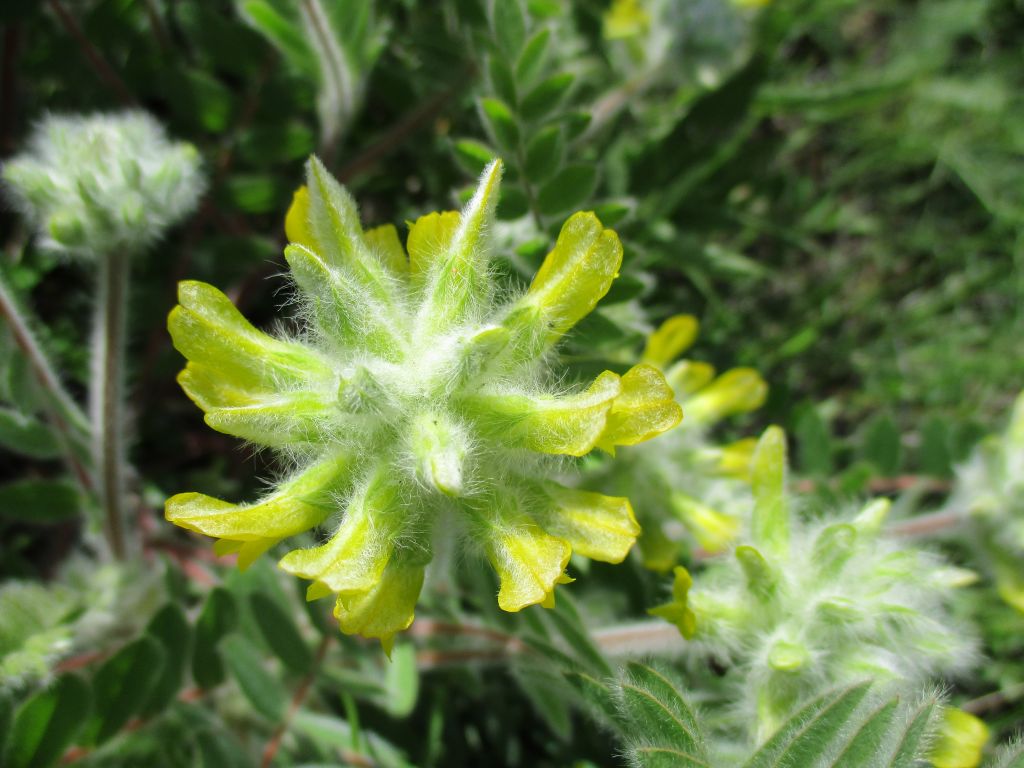 Astragalus dasyanthus Pall.