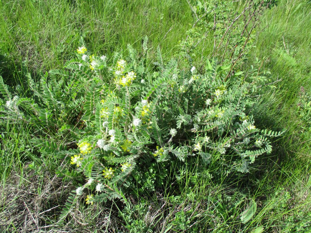 Astragalus dasyanthus Pall.