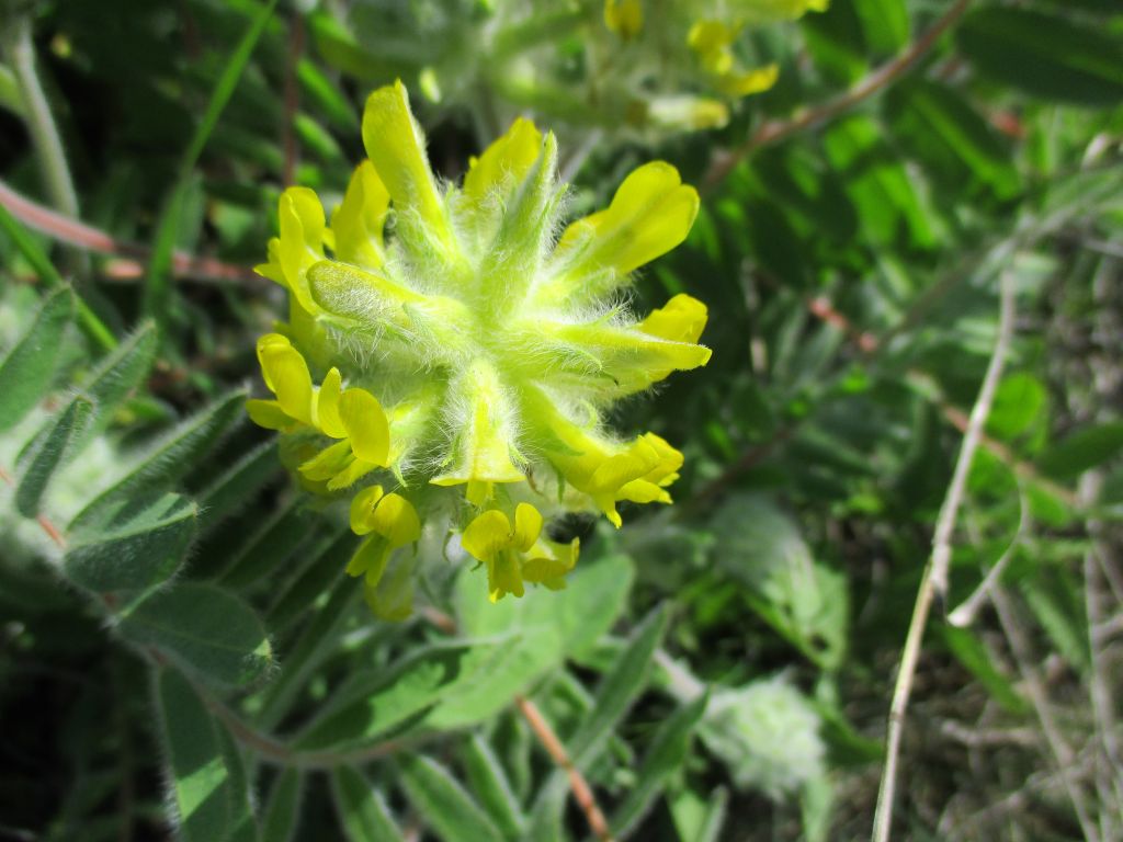 Astragalus dasyanthus Pall.